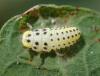 Vibidia duodecimguttata